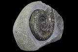 Jurassic Ammonite (Hildoceras) - England #81305-2
